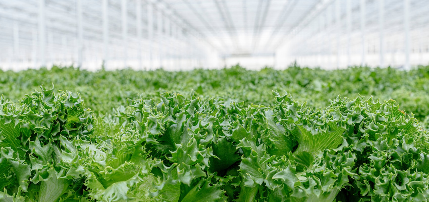 Frisk dansk salat – året rundt med Nordic  Greens